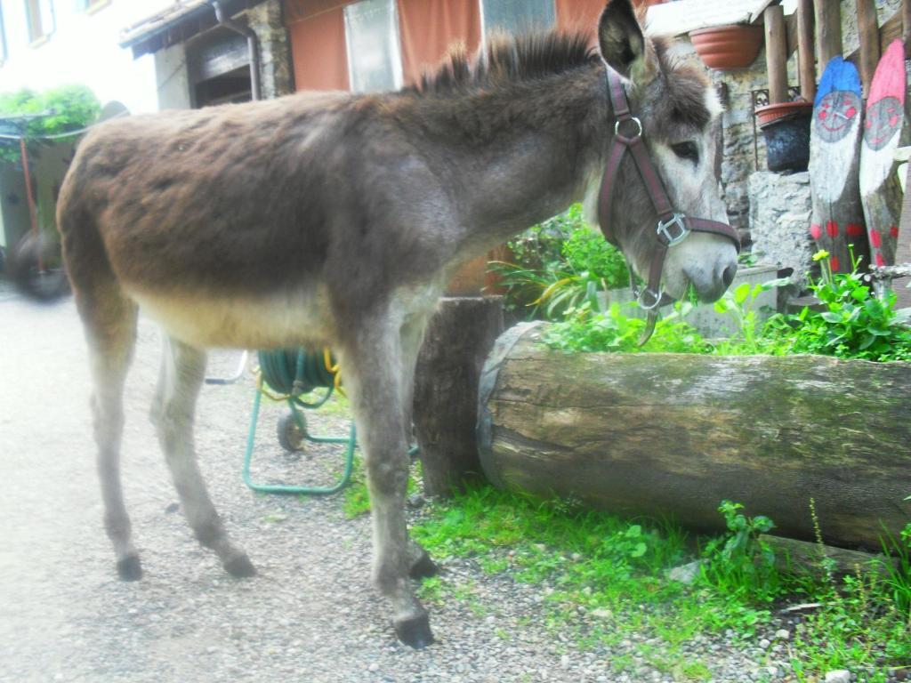 B&B Il Gatto Nero Castelveccana Buitenkant foto